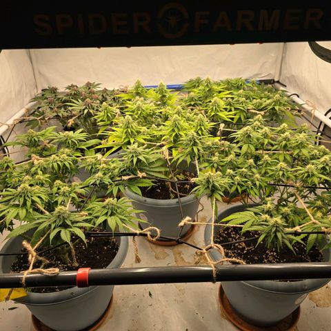 Cookies Gelato   SCROG growlog photo: Hinten links ist die Cookie Gelato