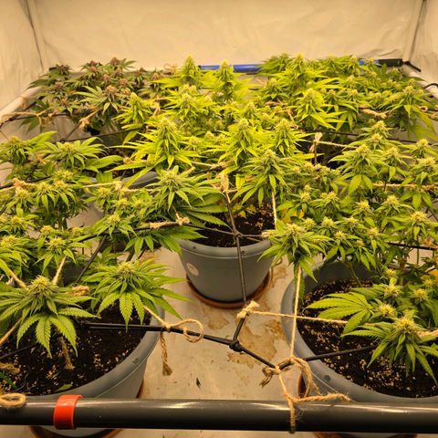 Royal Runtz   SCROG growlog photo: In der Mitte ist die Runtz