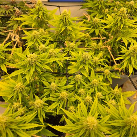 Royal Runtz   SCROG growlog photo: In der Mitte ist die Runtz