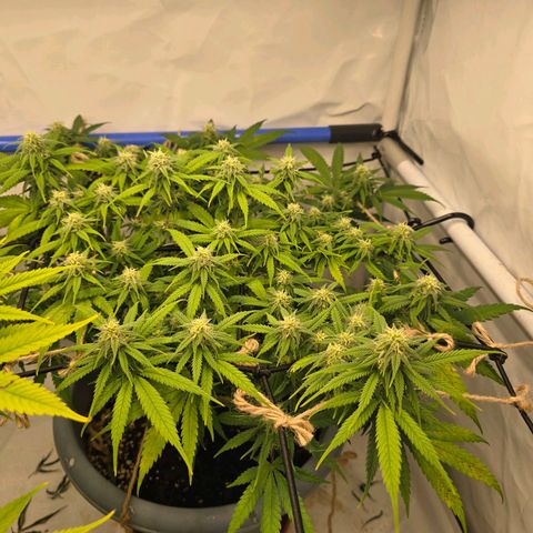 Critical    SCROG growlog photo: Hinten rechts ist die Critical
