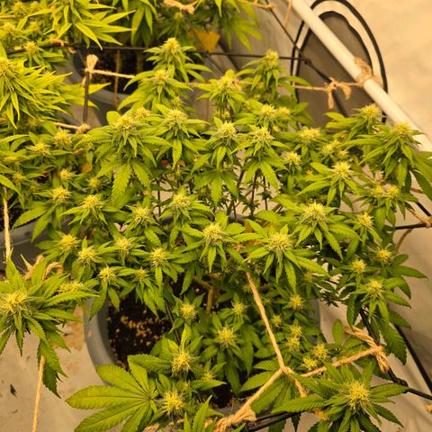 Somango XL   SCROG growlog photo: Vorn rechts ist die Somango