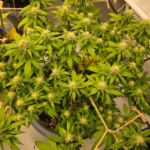 Somango XL   SCROG growlog photo: Vorn rechts ist die Somango