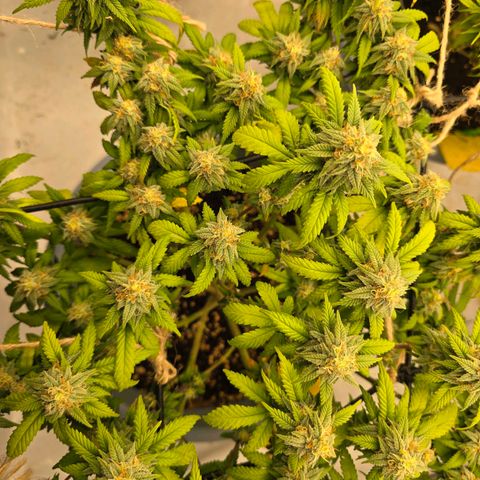 Somango XL   SCROG growlog photo: Vorne rechts ist die somango