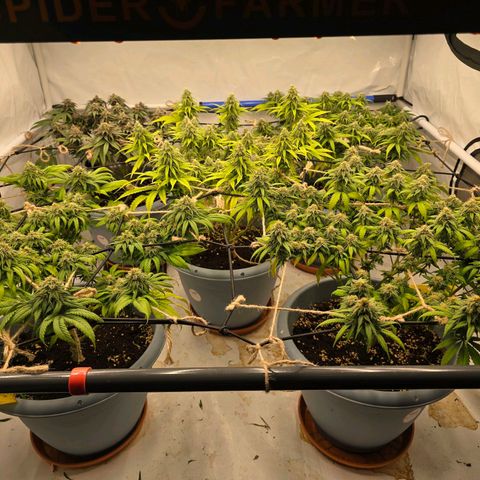 Somango XL   SCROG growlog photo: Vorne rechts ist die somango