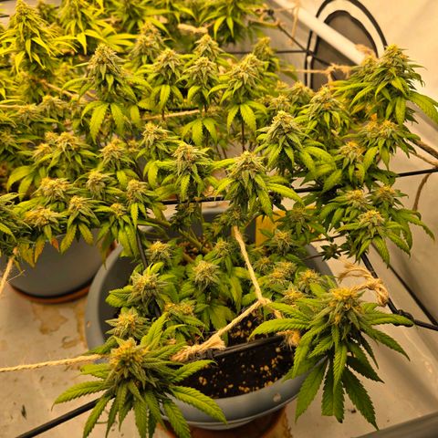 Somango XL   SCROG growlog photo: Vorne rechts ist die somango