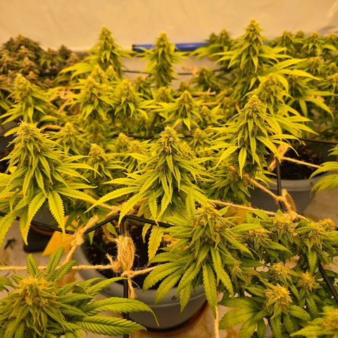 Royal Runtz   SCROG growlog photo: In der Mitte ist die Runtz