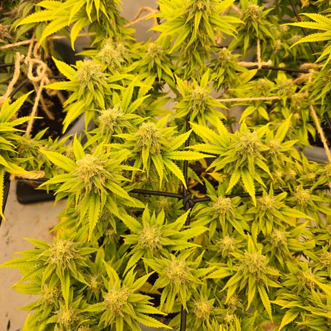 Royal Runtz   SCROG growlog photo: In der Mitte ist die Runtz