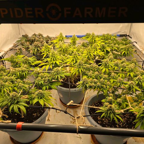 Royal Runtz   SCROG growlog photo: In der Mitte ist die Runtz