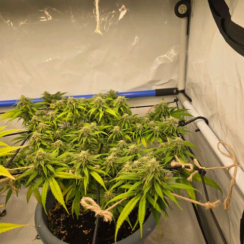 Critical    SCROG growlog photo: Hinten rechts ist die Critical
