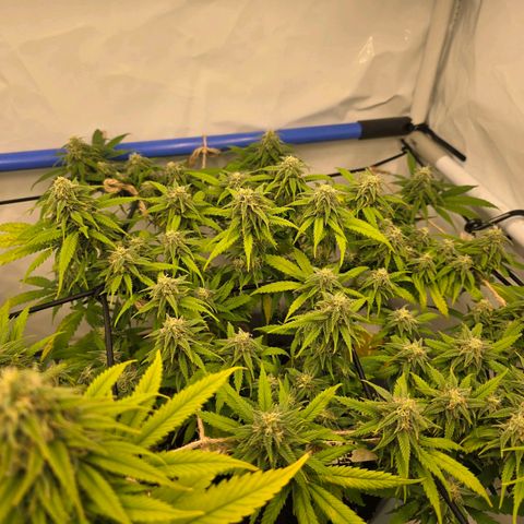 Critical    SCROG growlog photo: Hinten rechts ist die Critical