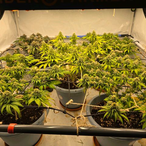 Critical    SCROG growlog photo: Hinten rechts ist die Critical