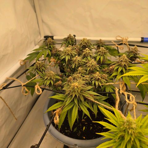 Cookies Gelato   SCROG growlog photo: Hinten links ist die Cookies Gelato