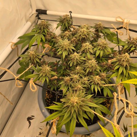 Cookies Gelato   SCROG growlog photo: Hinten links ist die Cookies Gelato