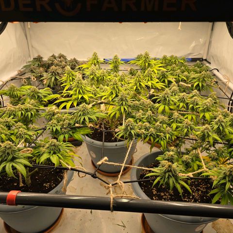 Cookies Gelato   SCROG growlog photo: Hinten links ist die Cookies Gelato