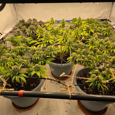 Bubblegum XL   SCROG growlog photo: Vorn links ist die Bubblegum