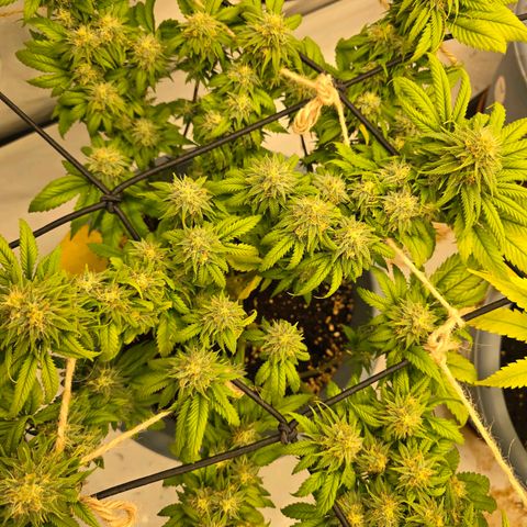 Bubblegum XL   SCROG growlog photo: Vorn links ist die Bubblegum