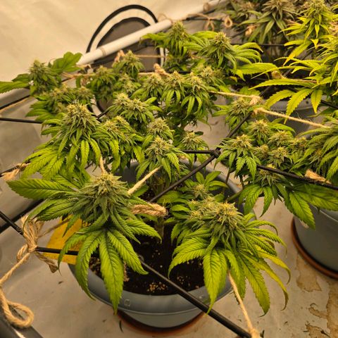 Bubblegum XL   SCROG growlog photo: Vorn links ist die Bubblegum