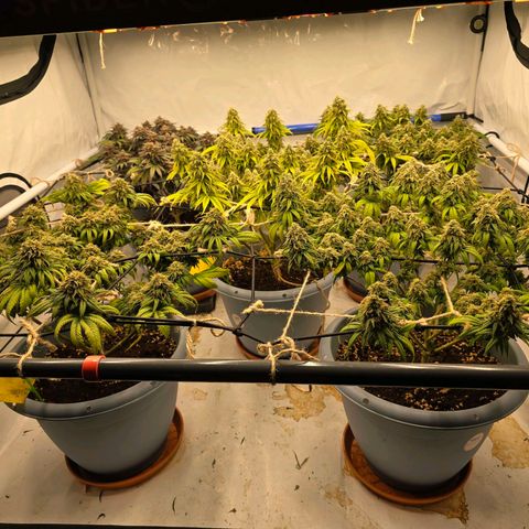 Somango XL   SCROG growlog photo: Vorn rechts ist die Somango