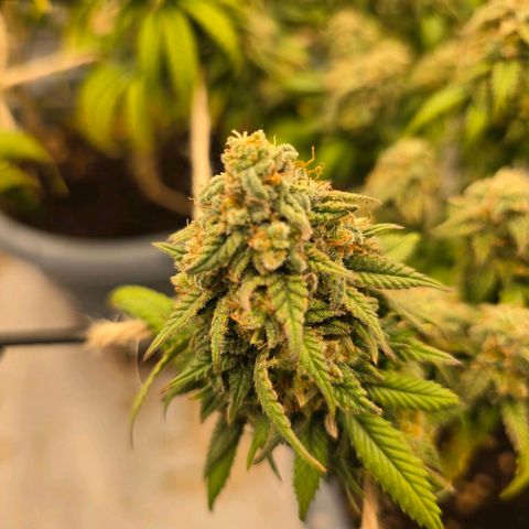 Somango XL   SCROG growlog photo: Vorn rechts ist die Somango