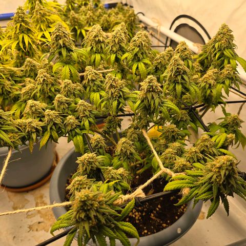 Somango XL   SCROG growlog photo: Vorn rechts ist die Somango
