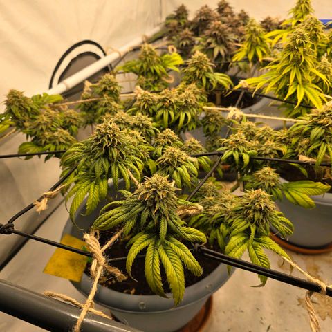 Bubblegum XL   SCROG growlog photo: Von links ist die Bubblegum
