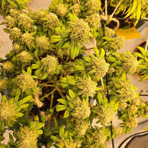 Somango XL   SCROG growlog photo: Vorn rechts ist die Somango