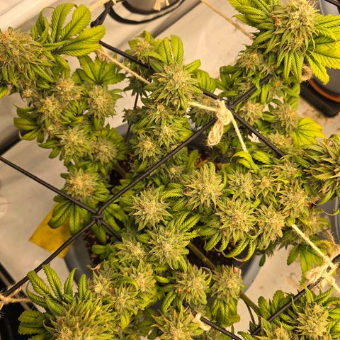 Bubblegum XL   SCROG growlog photo: Von links ist die Bubblegum