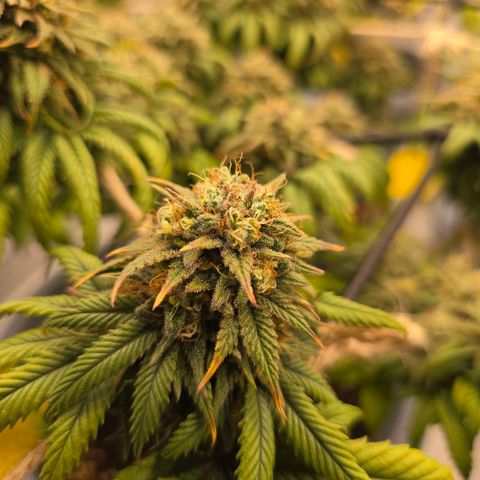 Bubblegum XL   SCROG growlog photo: Von links ist die Bubblegum