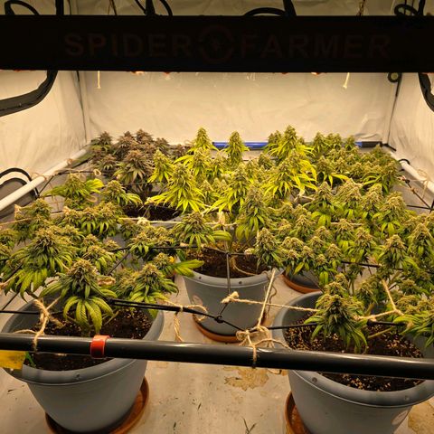 Bubblegum XL   SCROG growlog photo: Von links ist die Bubblegum