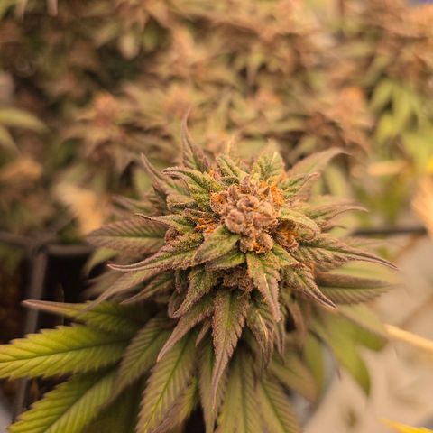 Cookies Gelato   SCROG growlog photo: Hinten links ist die Cookie Gelato