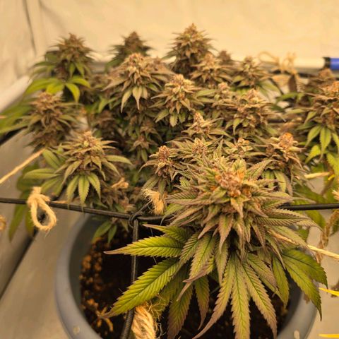 Cookies Gelato   SCROG growlog photo: Hinten links ist die Cookie Gelato