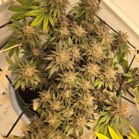 Cookies Gelato   SCROG growlog photo: Hinten links ist die Cookie Gelato