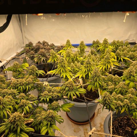 Cookies Gelato   SCROG growlog photo: Hinten links ist die Cookie Gelato