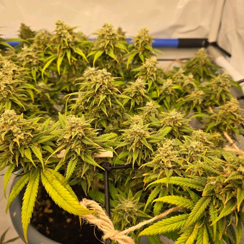 Critical    SCROG growlog photo: Hinten rechts ist die Critical