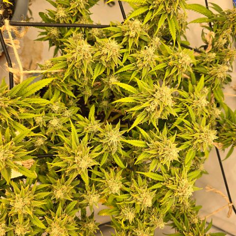Critical    SCROG growlog photo: Hinten rechts ist die Critical