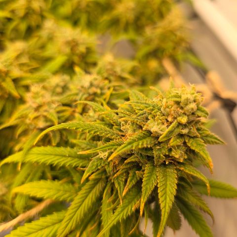 Critical    SCROG growlog photo: Hinten rechts ist die Critical