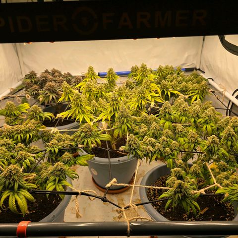 Critical    SCROG growlog photo: Hinten rechts ist die Critical