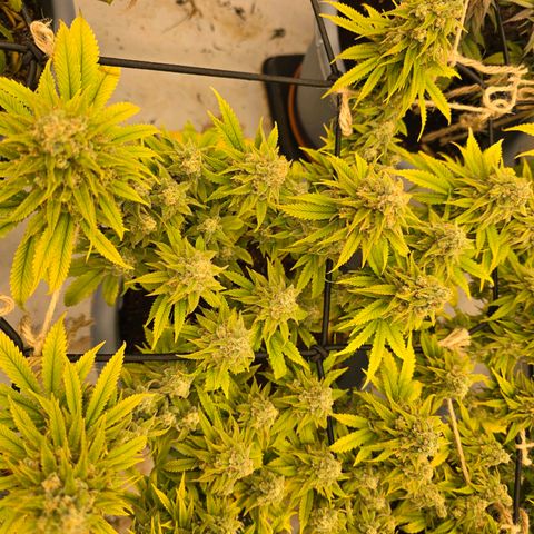 Royal Runtz   SCROG growlog photo: In der Mitte ist die Runtz