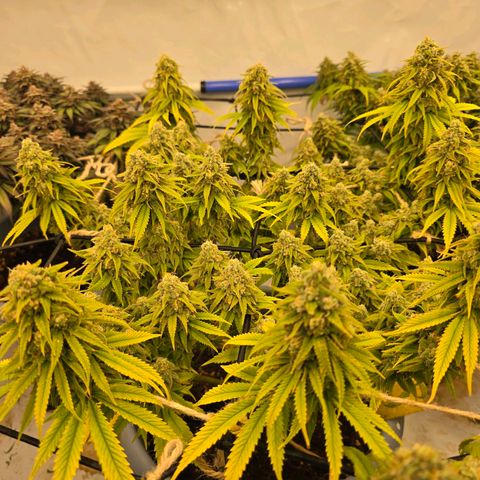 Royal Runtz   SCROG growlog photo: In der Mitte ist die Runtz