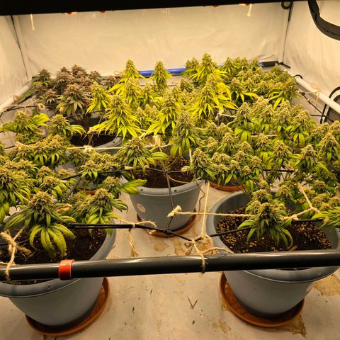 Royal Runtz   SCROG growlog photo: In der Mitte ist die Runtz