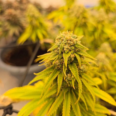 Royal Runtz   SCROG growlog photo: In der Mitte ist die Runtz