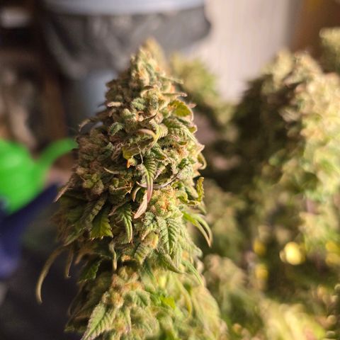 Somango XL   SCROG growlog timeline photo