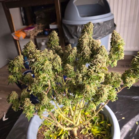 Somango XL   SCROG growlog timeline photo