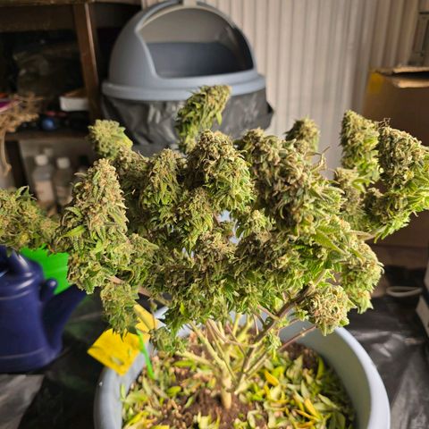 Somango XL   SCROG growlog timeline photo