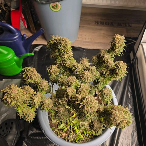 Bubblegum XL   SCROG growlog timeline photo