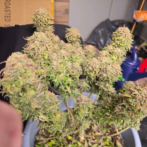 Bubblegum XL   SCROG growlog timeline photo
