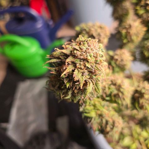 Bubblegum XL   SCROG growlog timeline photo