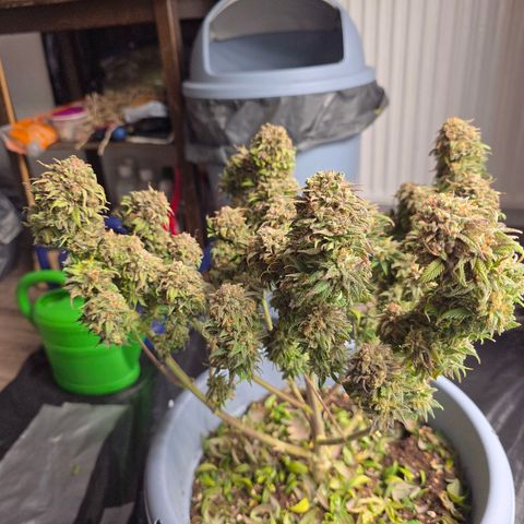 Bubblegum XL   SCROG growlog timeline photo