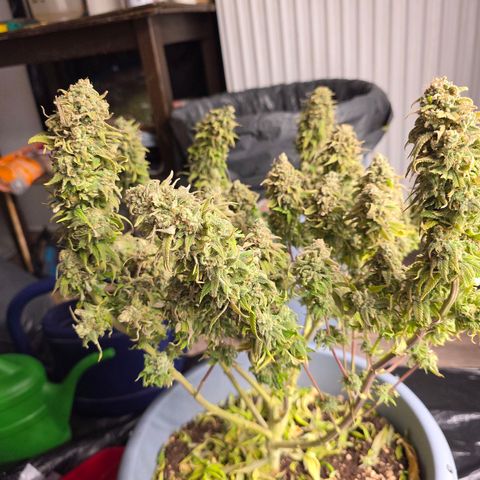 Royal Runtz   SCROG growlog timeline photo