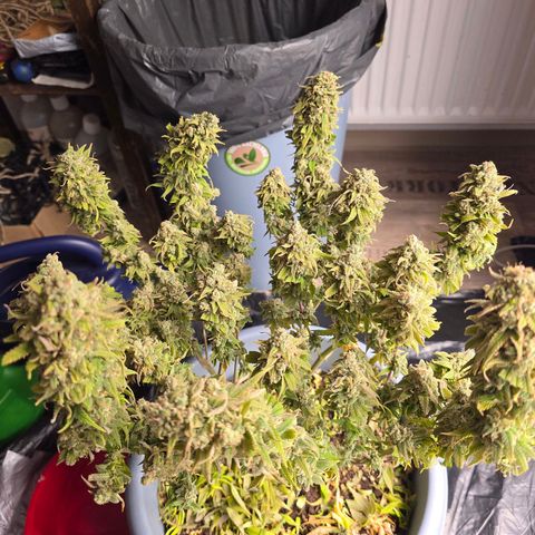 Royal Runtz   SCROG growlog timeline photo